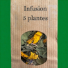 Infusion — 5 plantes