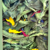 Infusion — Fraicheur d'automne