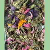 Infusion — Bon matin