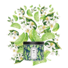 Bougie — N°45 Citron vert