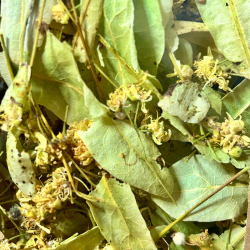 Infusion de tilleul bio – Infusion & décoction | 1001 Herbes Suisse