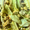 Infusion de tilleul bio – Infusion & décoction | 1001 Herbes Suisse